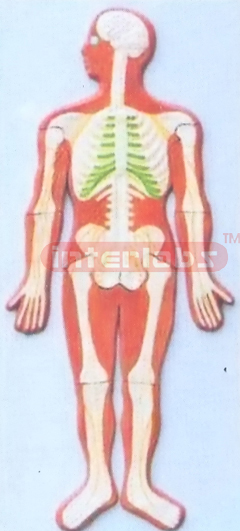 SPINAL CORD IN THE SPINE CANAL MODEL WOODEN PLATE